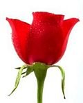 pic for Red Rose